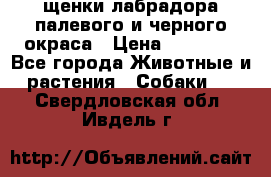 щенки лабрадора палевого и черного окраса › Цена ­ 30 000 - Все города Животные и растения » Собаки   . Свердловская обл.,Ивдель г.